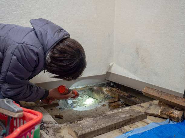 Best Post-Construction Mold Inspection  in West Hammond, NM