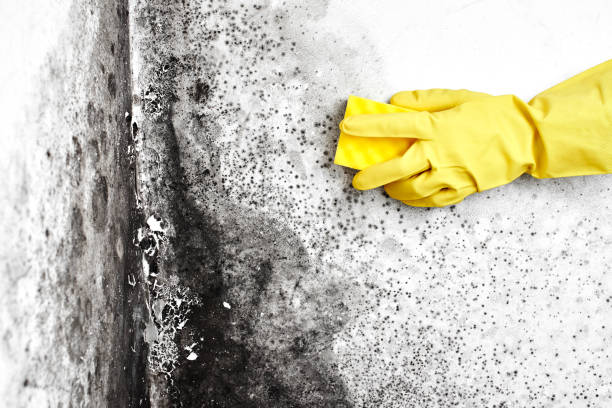 Best Mold Prevention Services  in West Hammond, NM
